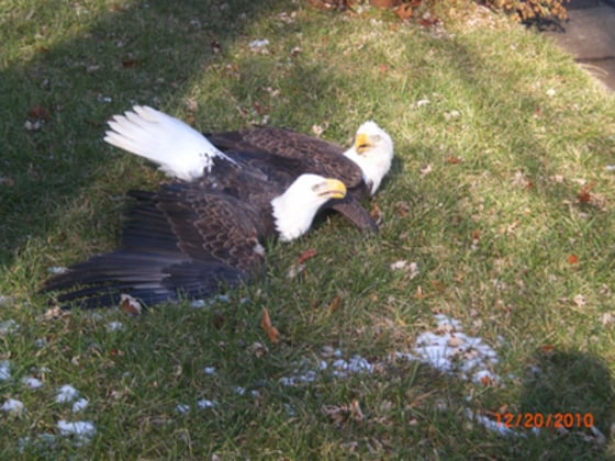 Image: Eagles on the lawn